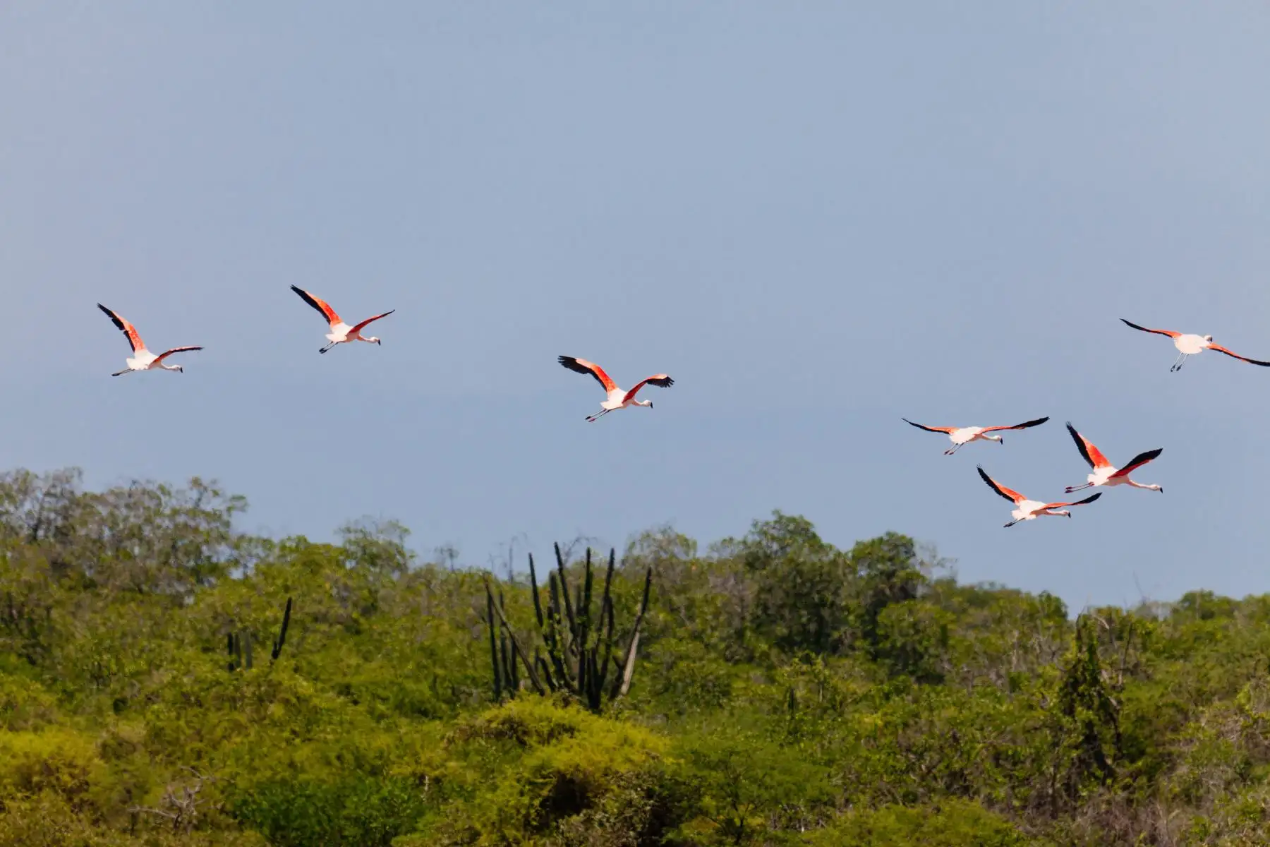El Santuario Nacional Los Manglares de Tumbes se ubica en la provincia y distrito de Zarumilla en la región Tumbes, en una extensión de 2,972 hectáreas. Es un sitio único dado que es la única área natural protegida en el Perú que protege el ecosistema manglar que en su totalidad abarca aproximadamente 5.000 hectáreas, de las cuales el 60% pertenece al santuario
Foto: ANDINA/Promperú