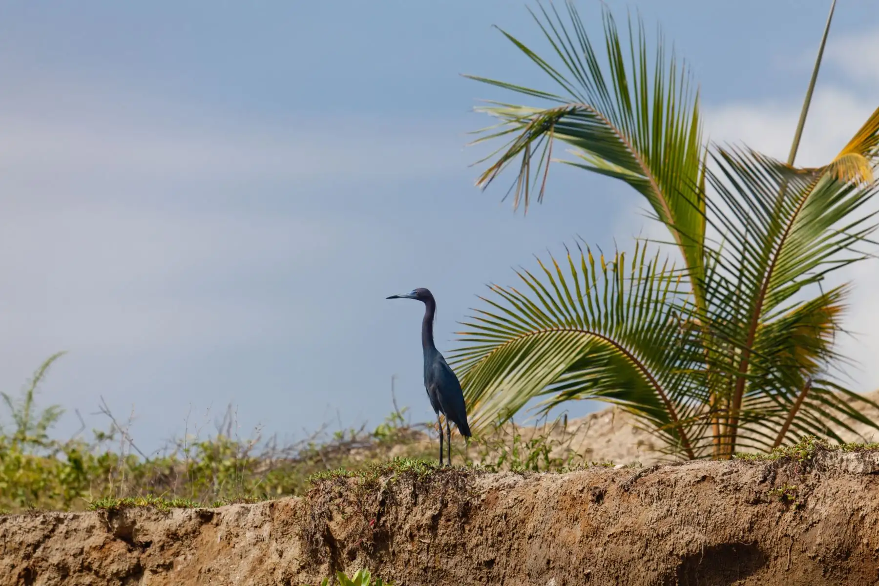 Con este reconocimiento, el Santuario Nacional Los Manglares de Tumbes se convierte en el cuarto sitio en Perú que se une a esta red, siendo los tres primeros la Reserva Nacional de Paracas en Ica, así como el Estuario de Virrilá y los Manglares de San Pedro de Vice en Piura.
Foto: ANDINA/Promperú