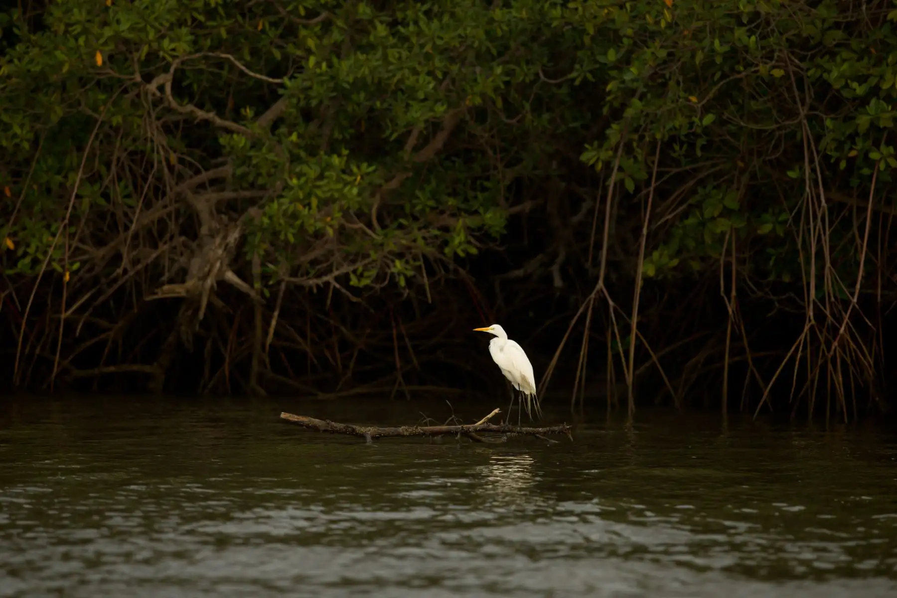 Con este reconocimiento, el Santuario Nacional Los Manglares de Tumbes se convierte en el cuarto sitio en Perú que se une a esta red, siendo los tres primeros la Reserva Nacional de Paracas en Ica, así como el Estuario de Virrilá y los Manglares de San Pedro de Vice en Piura.
Foto: ANDINA/Promperú