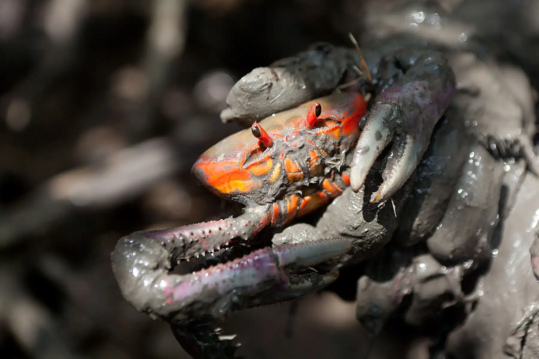 Esta Red Hemisférica de Reservas es una iniciativa de conservación internacional que tiene como misión conservar las aves playeras y sus hábitats a través de una red de sitios clave en las Américas. En la actualidad y sumando al Santuario Nacional Los Manglares de Tumbes, esta red cuenta con 117 sitios abarcando 19 países y cientos de socios que conservan y manejan más de 15 millones de hectáreas de hábitat vitales para las aves.
Foto: ANDINA/Promperú