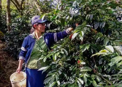Piura organiza Festival del café orgánico para posicionar este producto de calidad que se exporta a diversos países de Europa.