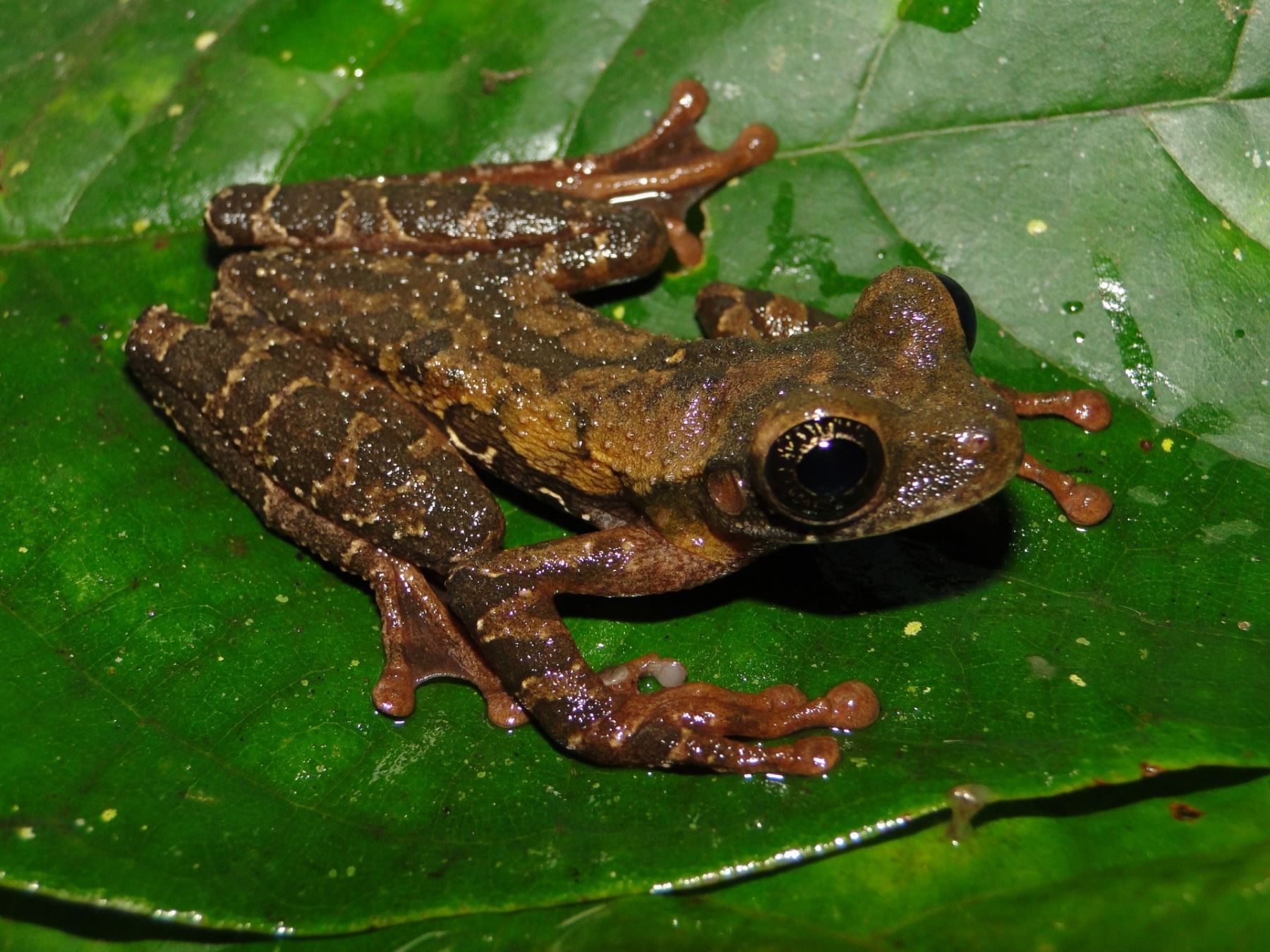 Sernanp reportó el descubrimiento de una nueva especie de rana en el Parque Nacional Yanachaga Chamillén, ubicado en la provincia de Oxapampa, región Pasco. ANDINA/Difusión