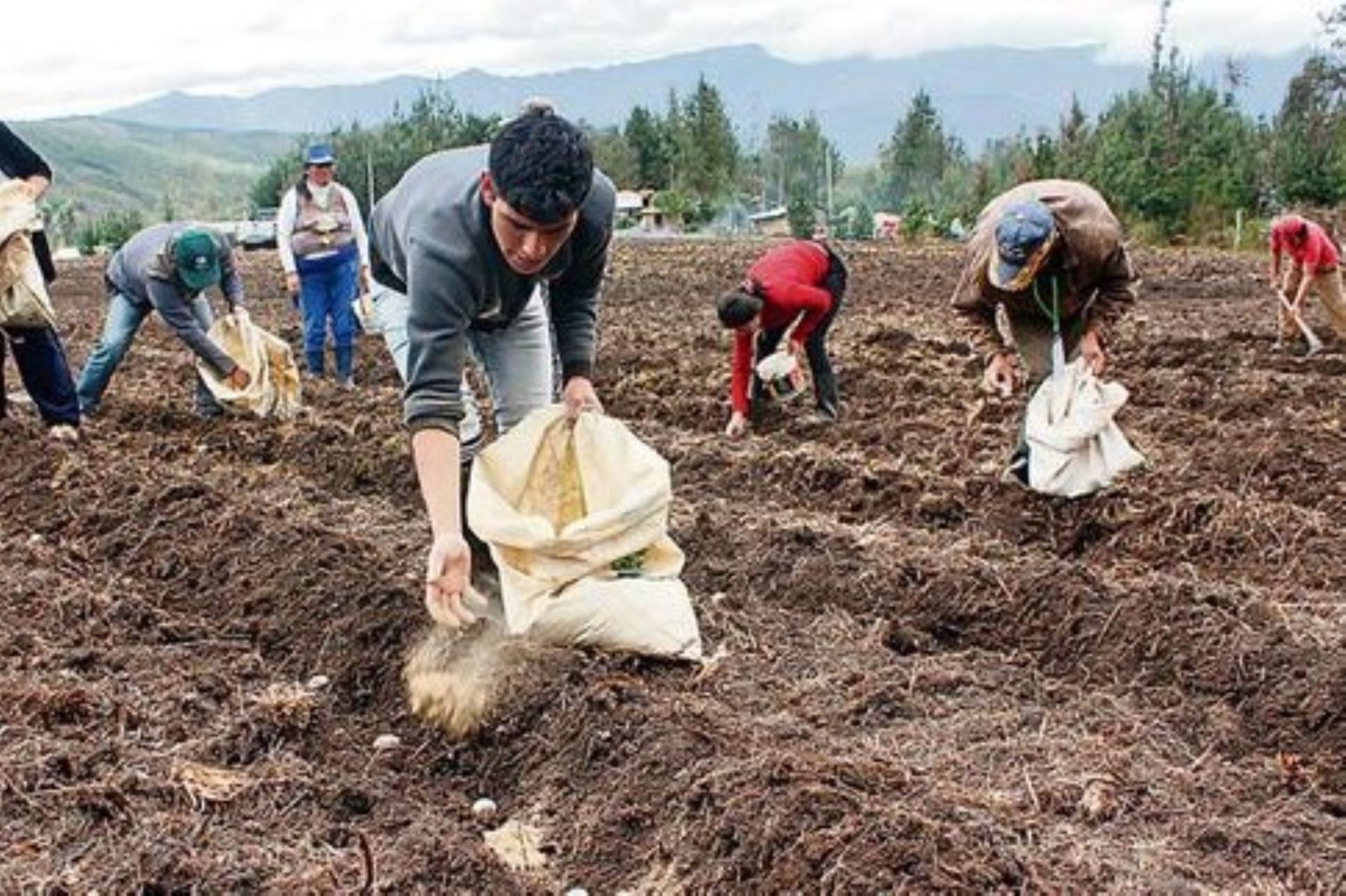Agro Rural distribuye guano de las islas para impulsar la agricultura orgánica. Foto: Midagri/Difusión.