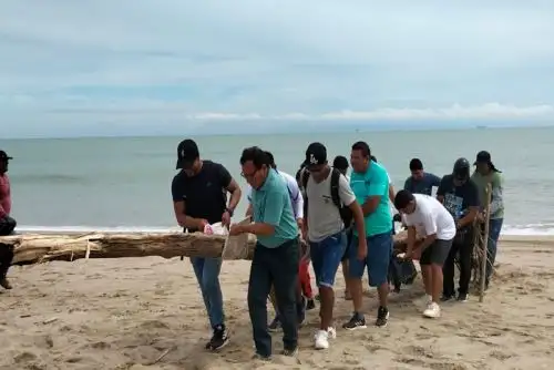Con las pocas lluvias que han caído ya llegan palizadas al mar y este los arroja a la orilla, por lo cual contando con personal de funcionarios y auxiliares lograron dejar las playas de Grau y Zorritos limpias.