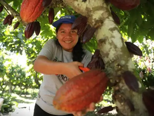 Cerca de US$ 50,000 de ingresos obtuvieron los productores del Vraem por la exportación de 12.5 toneladas de cacao fino a Alemania. ANDINA/Difusión