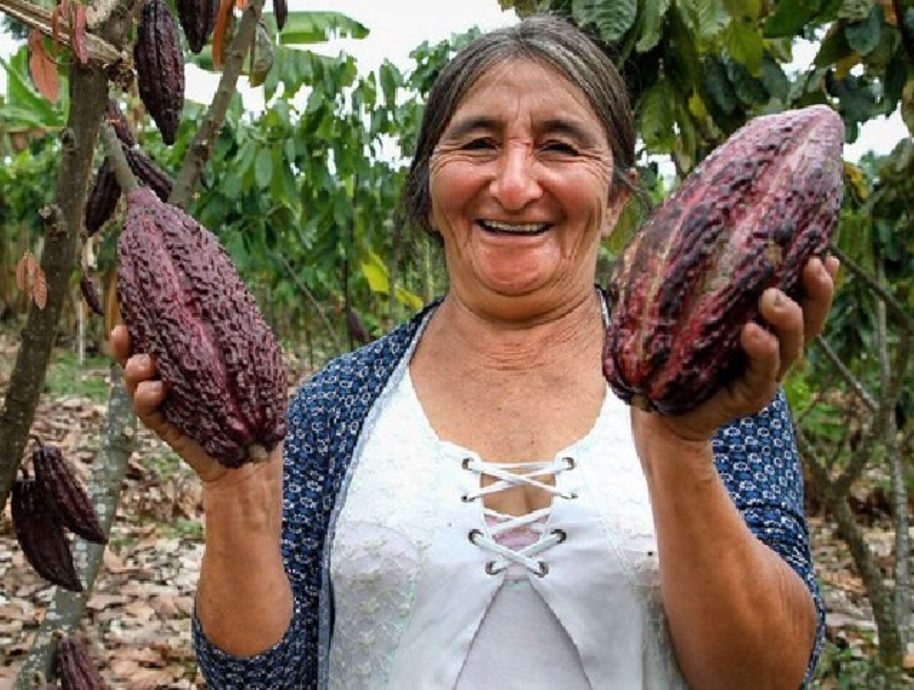 San Martín presentará su variada oferta cacaotera en el Salón del Cacao y Chocolate 2023.