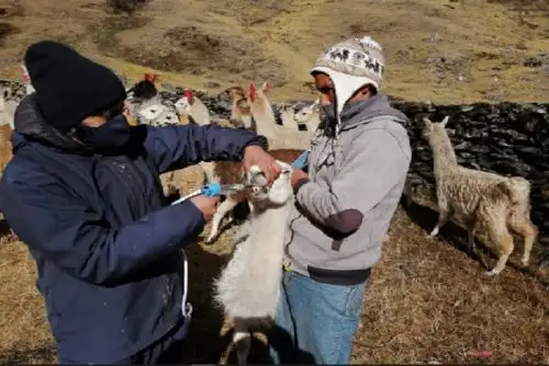 Se aplicarán 17,810 kits veterinarios, que contienen vitaminas, antiparasitarios internos y externos, antibióticos, etc.