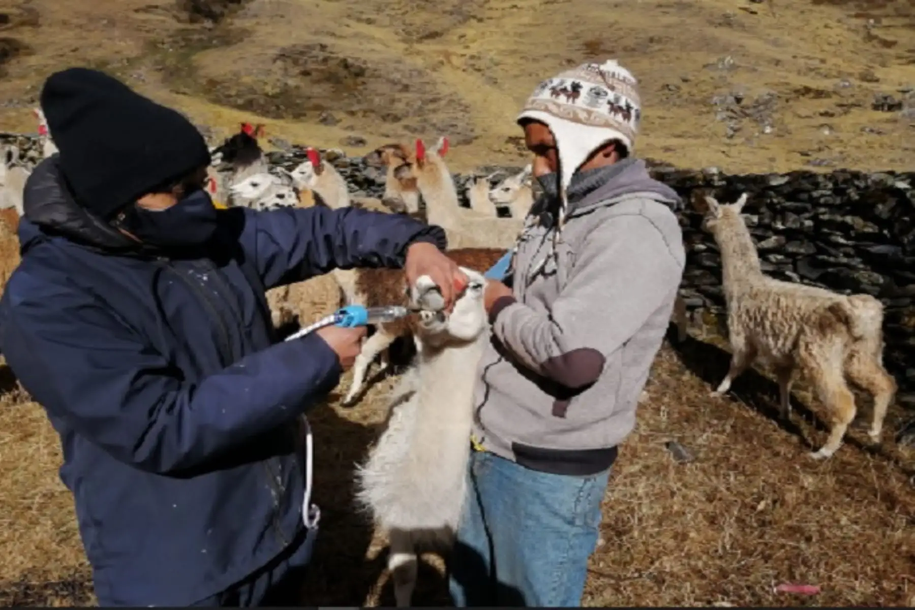 Se aplicarán 17,810 kits veterinarios, que contienen vitaminas, antiparasitarios internos y externos, antibióticos, etc.