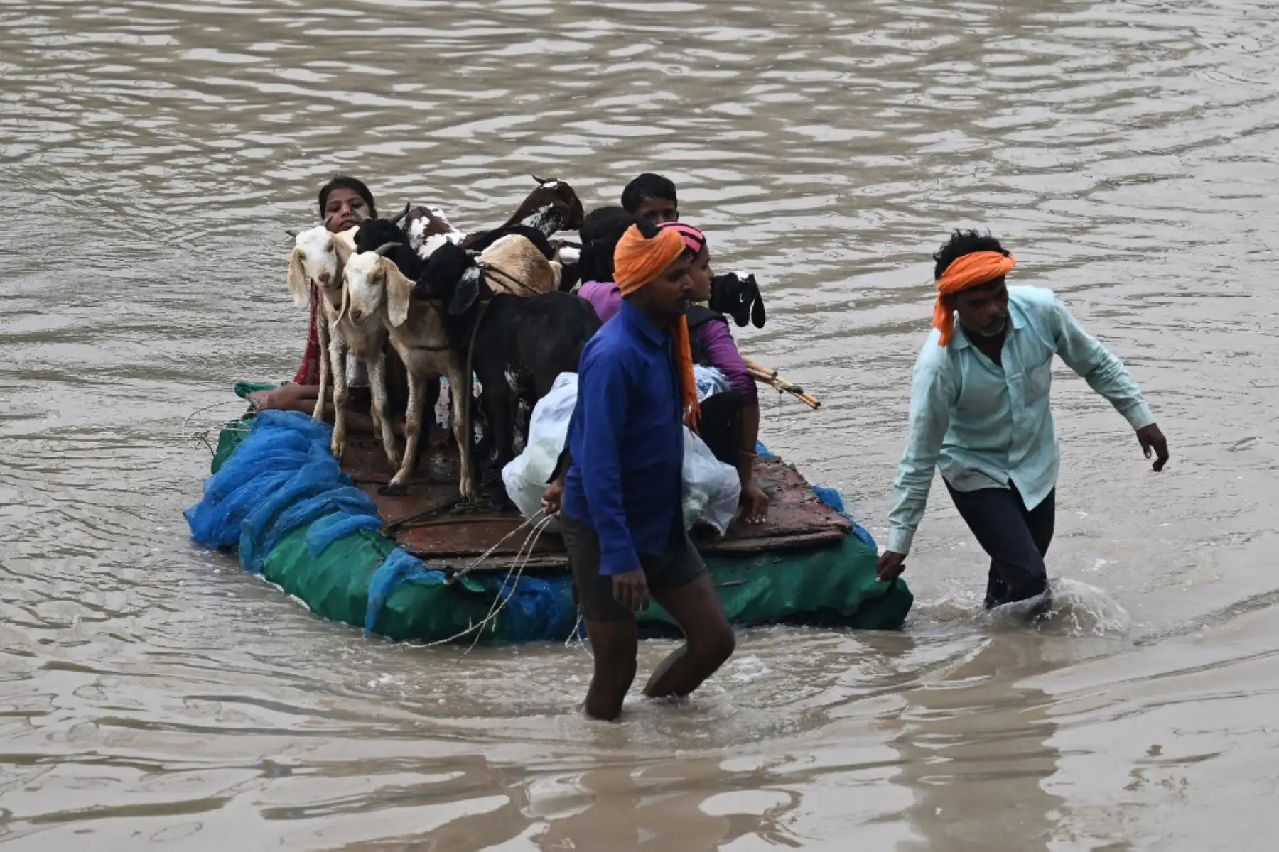La gente usa una balsa improvisada para trasladar el ganado de la zona baja inundada cerca del río Yamuna después de que se desbordara debido a las lluvias monzónicas, en Nueva Delhi. Foto: AFP