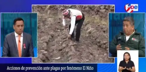 Senasa realiza vigilancia permanente en todo el país ante posibles brotes de plagas