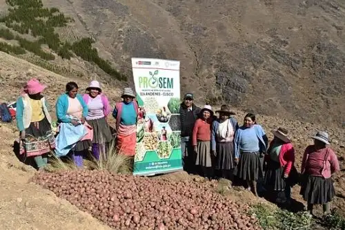 Técnicos del INIA capacitaron a productores del Cusco para la mejora de cultivos de papa Puka cancha. Foto: MIDAGRI/Difusión.