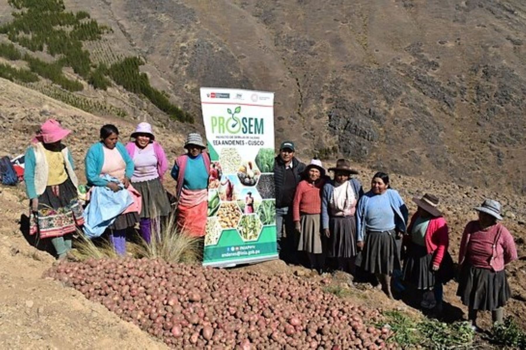 Técnicos del INIA capacitaron a productores del Cusco para la mejora de cultivos de papa Puka cancha. Foto: MIDAGRI/Difusión.