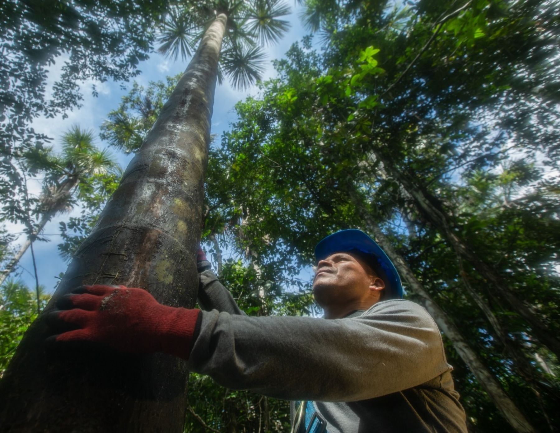 La Amazonía peruana almacena la tercera reserva de carbono más grande del mundo, revela un estudio realizado por el IIAP y Profonanpe.