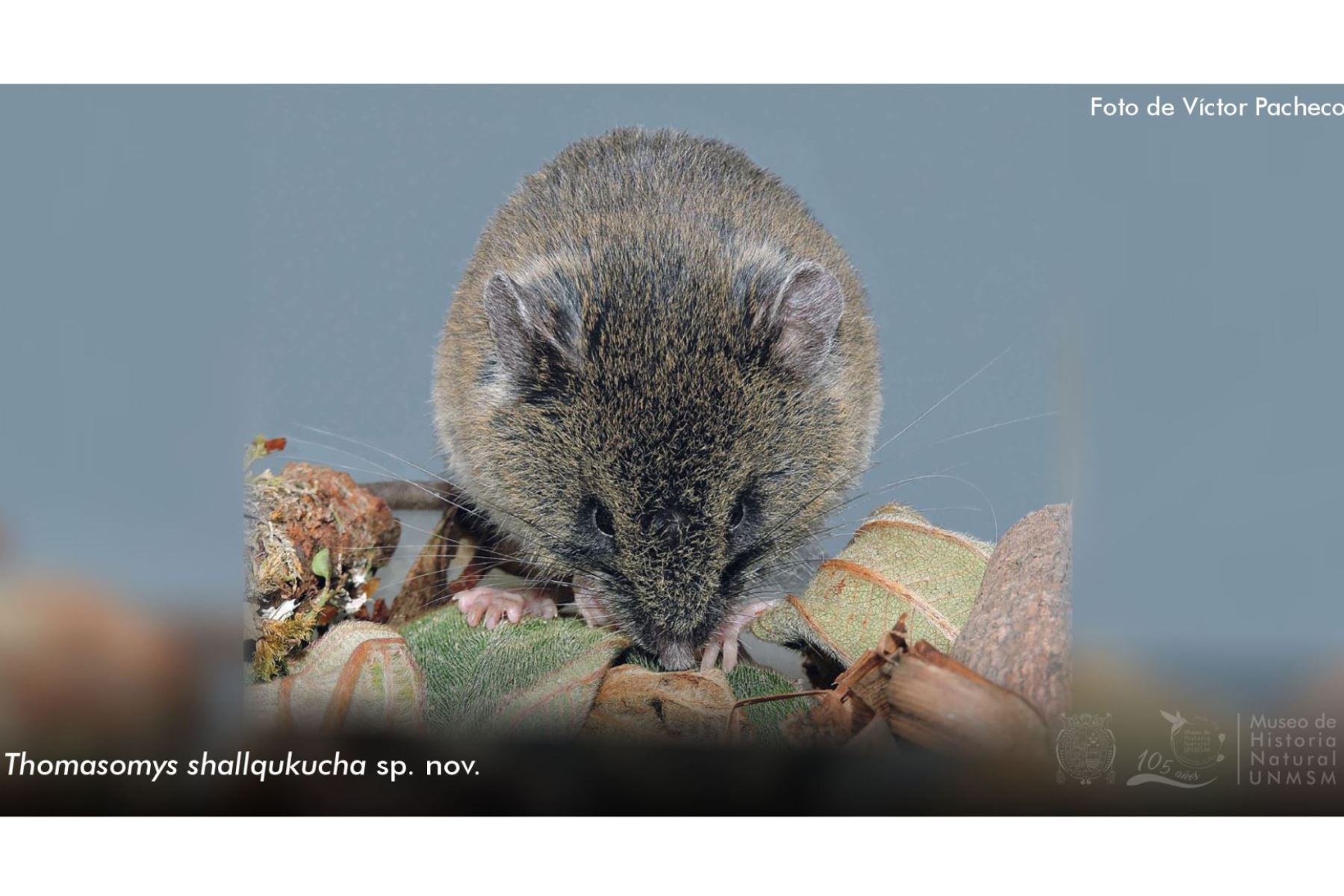 Descubren tres nuevas especies de roedores en el norte de Perú