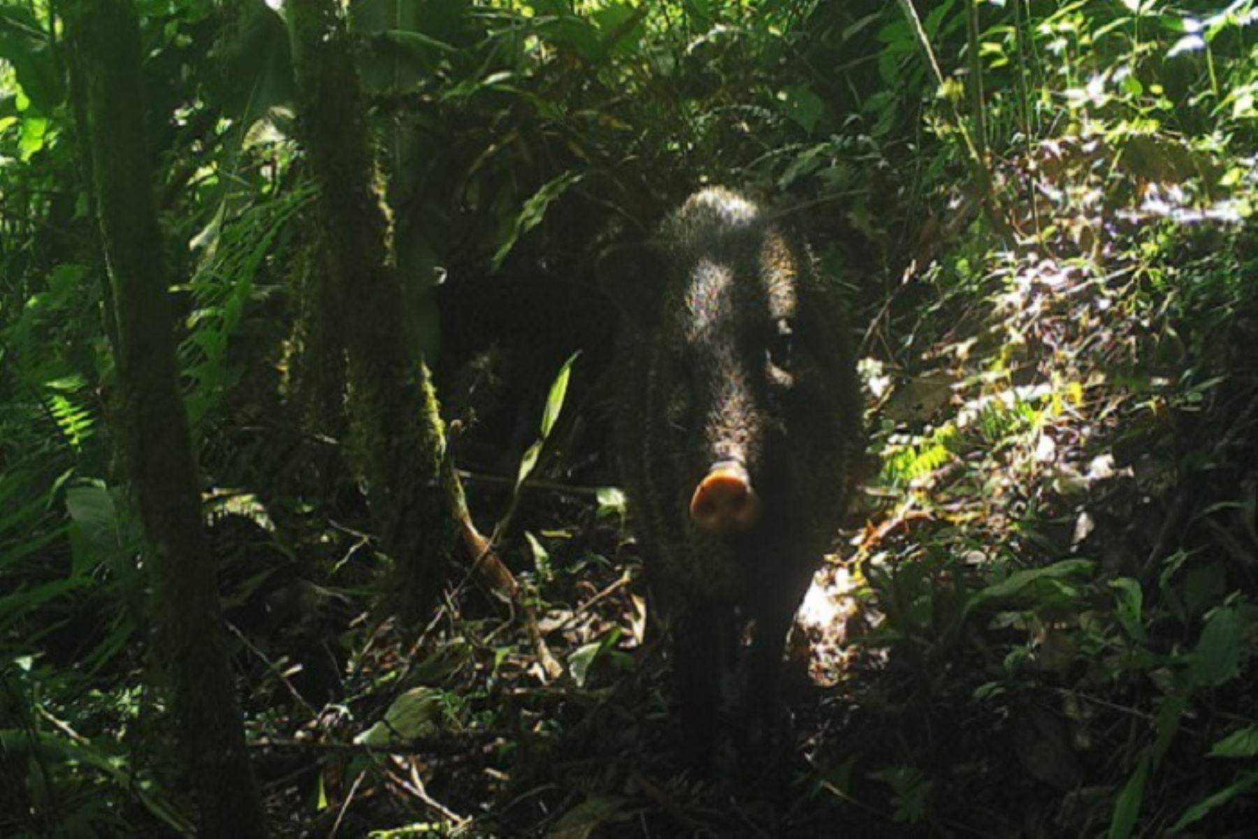 El pecarí de collar o sajino es uno de los dos cerdos que habitan en el Perú pertenecientes a la familia "Tayassuidae". Los adultos pesan de entre 15 y 35 kilos.