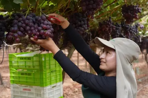 Ica es la principal región productora y exportadora de uva de mesa.