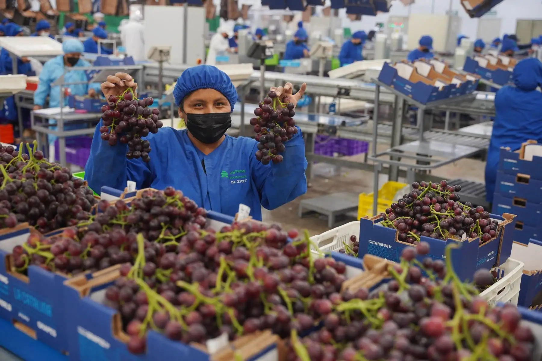 Empacado de uva fresca para la exportación. Cortesía
