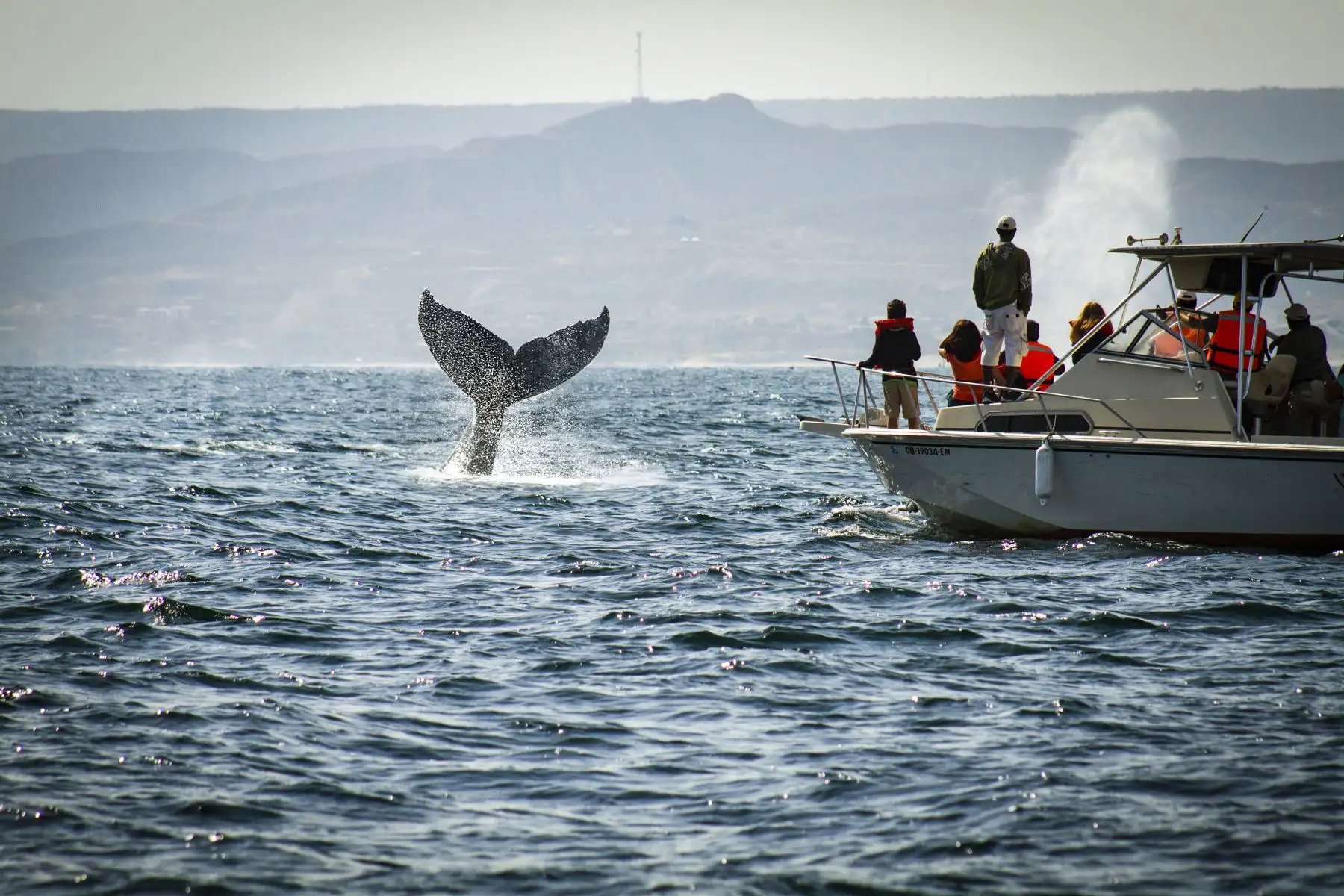 Avistamiento de ballenas en Playas del norte: temporada generaría impacto económico de S/ 18 millones Foto:Difusión
