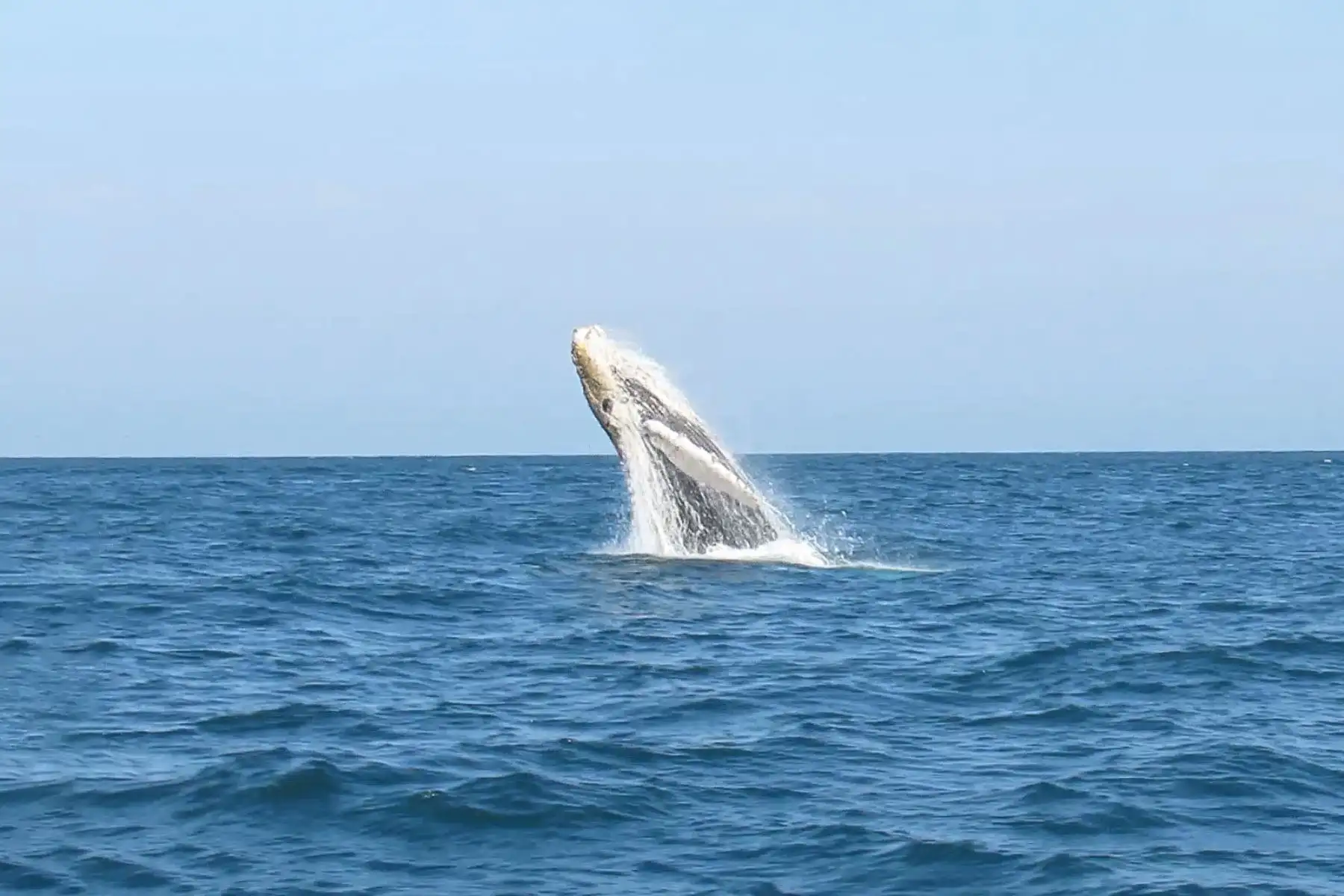 Avistamiento de ballenas en Playas del norte: temporada generaría impacto económico de S/ 18 millones Foto:Difusión