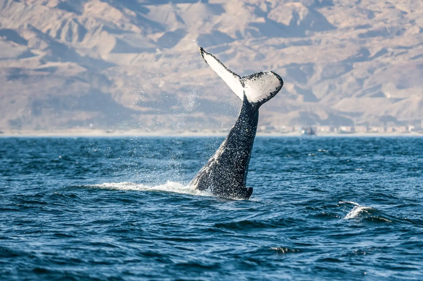 Avistamiento de ballenas en Playas del norte: temporada generaría impacto económico de S/ 18 millones Foto:Difusión