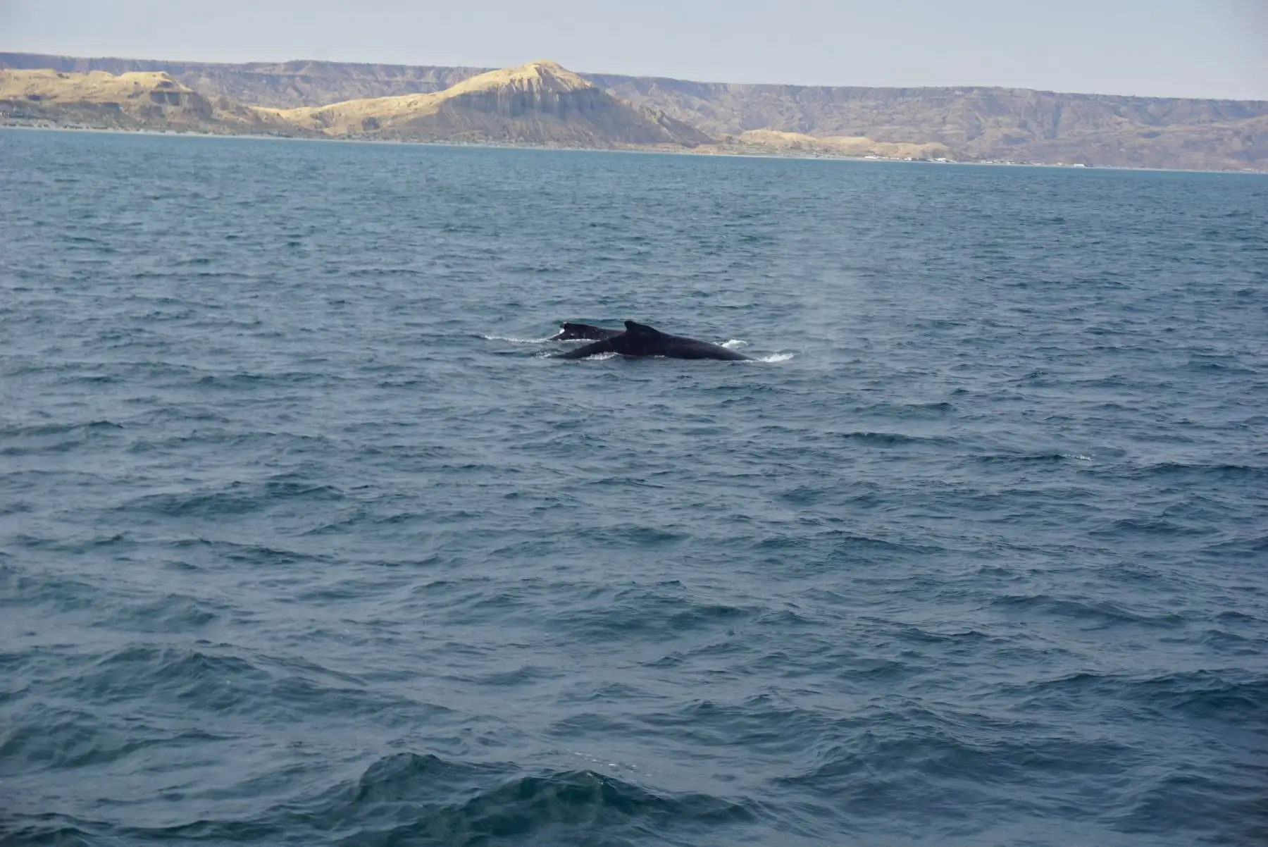 Avistamiento de ballenas en Playas del norte: temporada generaría impacto económico de S/ 18 millones Foto:Difusión