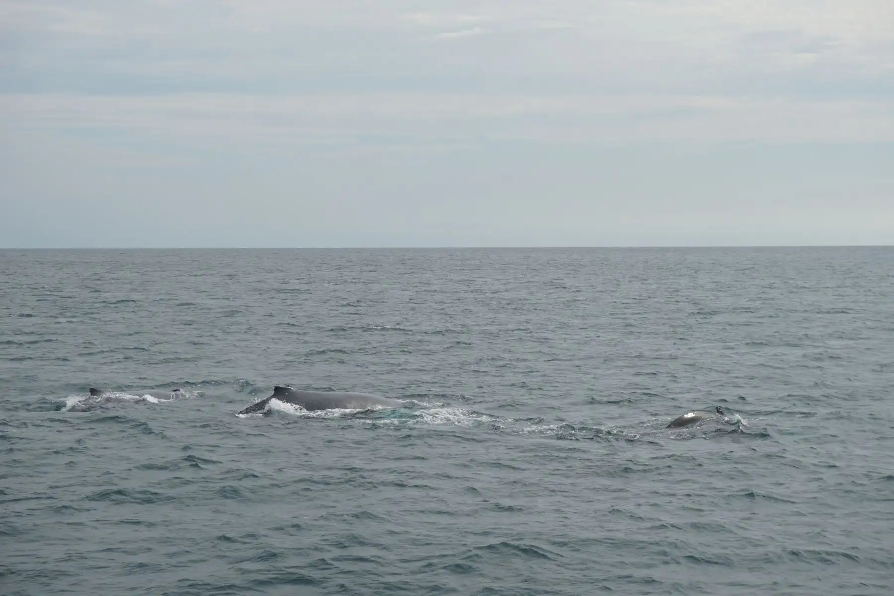 Avistamiento de ballenas en Playas del norte: temporada generaría impacto económico de S/ 18 millones Foto:Difusión