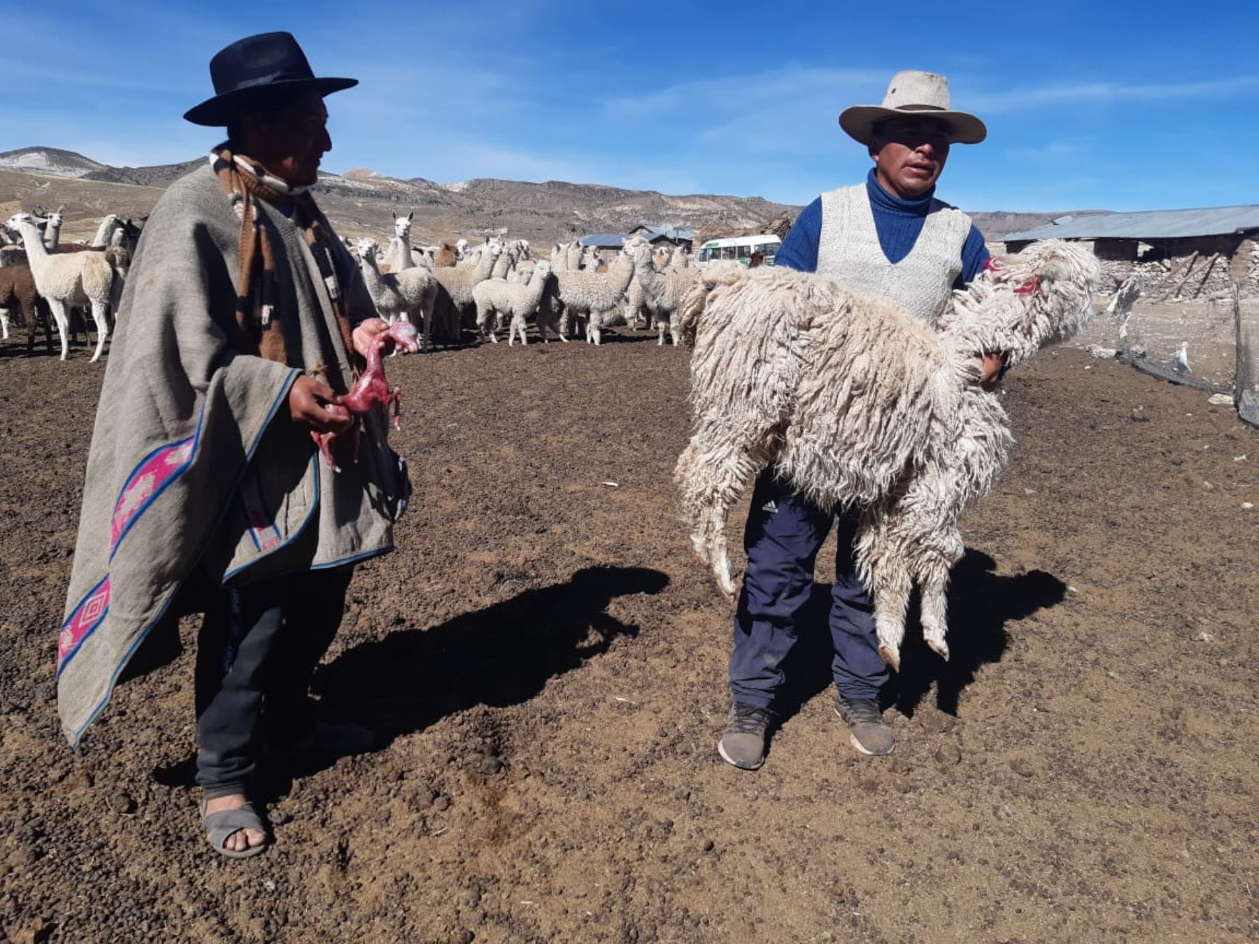 Heladas y escasez de pastos, por ausencia de lluvias en Puno, afectan a la población de alpacas de zonas altas de Acora