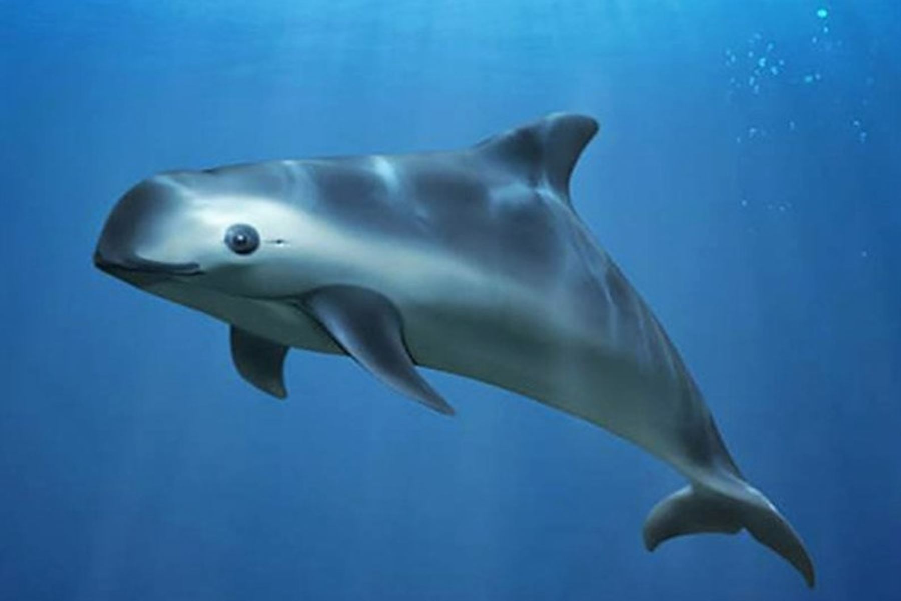 El Programa de la ONU para el Medio Ambiente (PNUMA) ha pedido medidas inmediatas para salvar a la vaquita marina. Foto: PNUMA