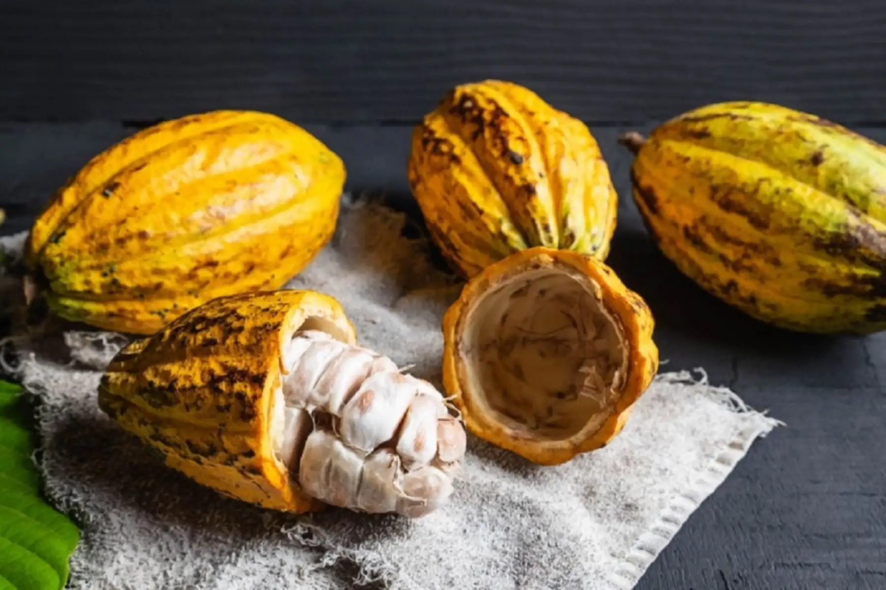 Cacao. Foto: Cortesía.