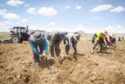 El Midagri trabaja una propuesta de decreto de urgencia, que significará un presupuesto cercano a los 105 millones de soles.
