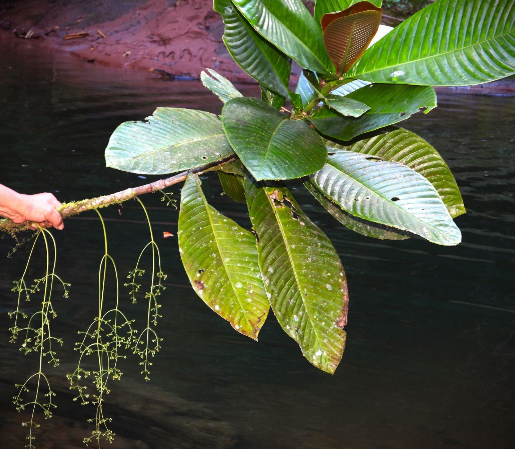 Sernanp reportó el hallazgo de dos nuevas especies endémicas de flora en el Parque Nacional Cordillera Azul, área natural protegida ubicada en la Amazonía peruana. ANDINA/Difusión