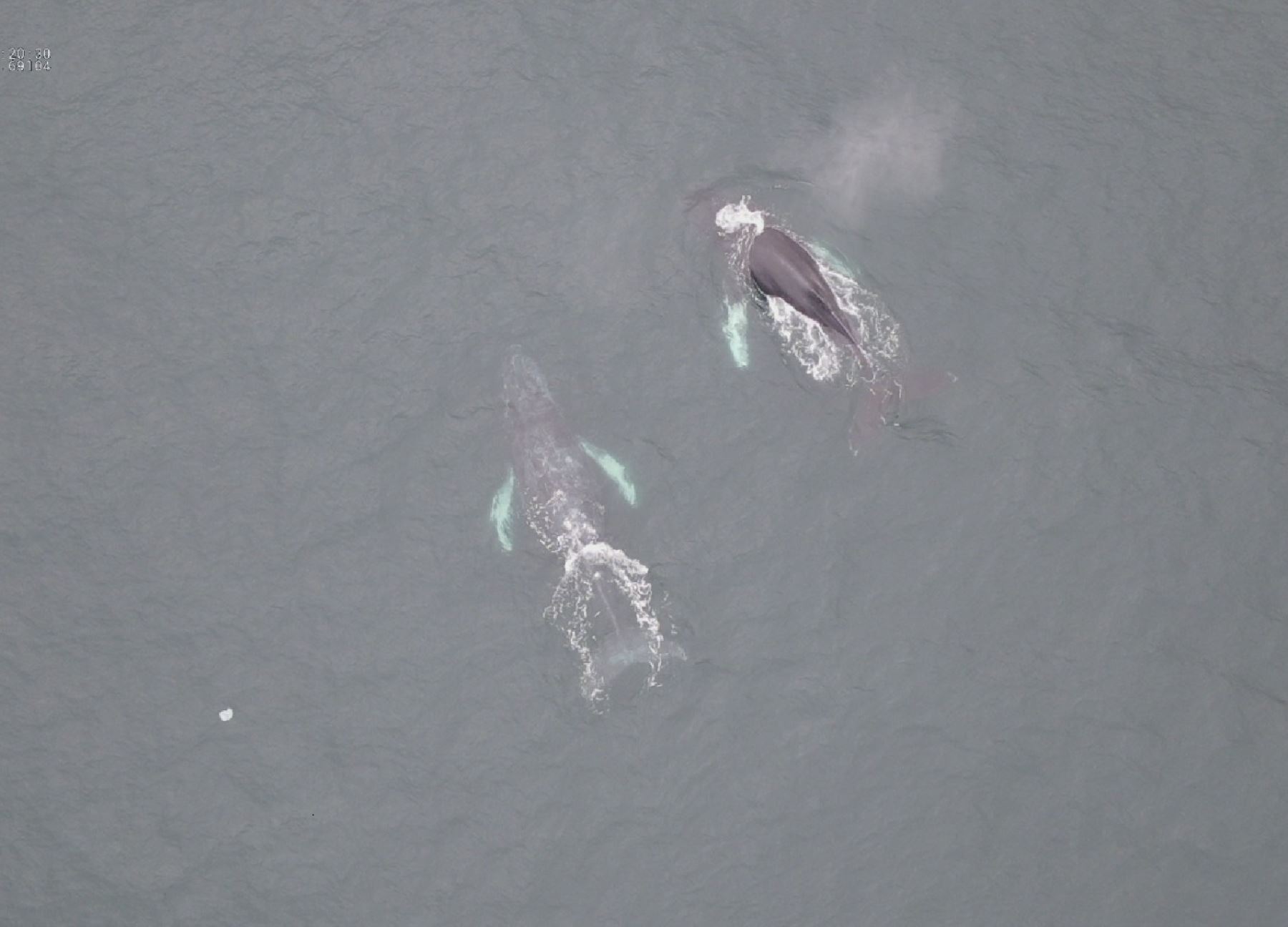 Una ballena jorobada y su cría fueron avistadas y ofrecieron un maravilloso espectáculo en el mar de Huacho. Ambas especies fueron avistadas también en el mar del Callao y en Punta Coles en Ilo. ANDINA/Difusión