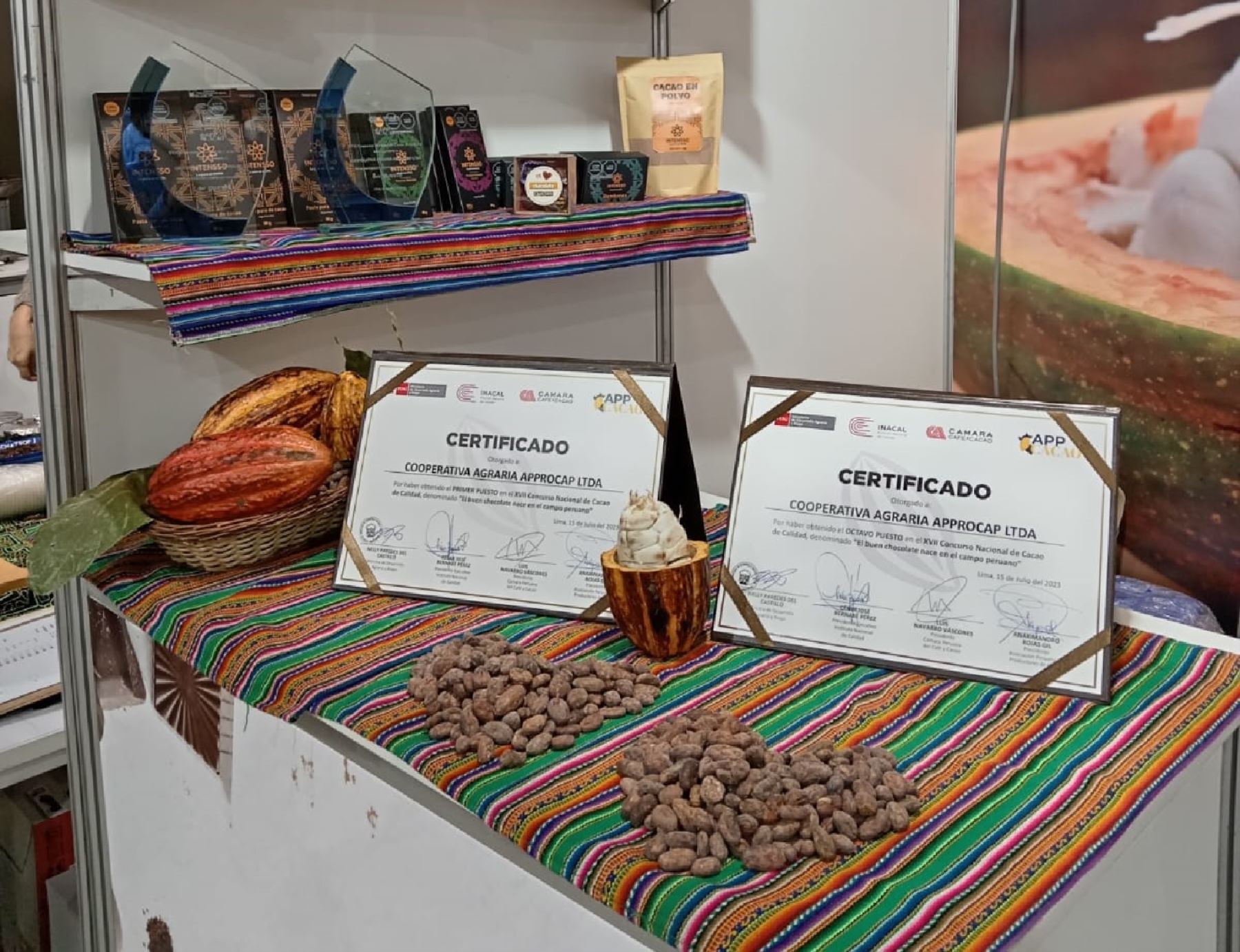 Morropón celebra el reconocimiento que recibió el cacao que se produce en dicha provincia ubicada en Piura que fue distinguida en el Salón del Cacao y Chocolate celebrada en Lima con el Sello de Oro al mejor grano del Perú.  ANDINA/Difusión
