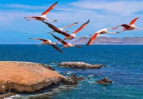 Este feriado largo por Fiestas Patrias es una excelente oportunidad para visitar la Reserva Nacional de Paracas, un paradisiaco lugar situado en la región Ica y cerca de Lima, que ofrece un conjunto de atractivos turísticos rebosantes en belleza paisajística y biodiversidad que garantizan una visita inolvidable y reparadora de energías.