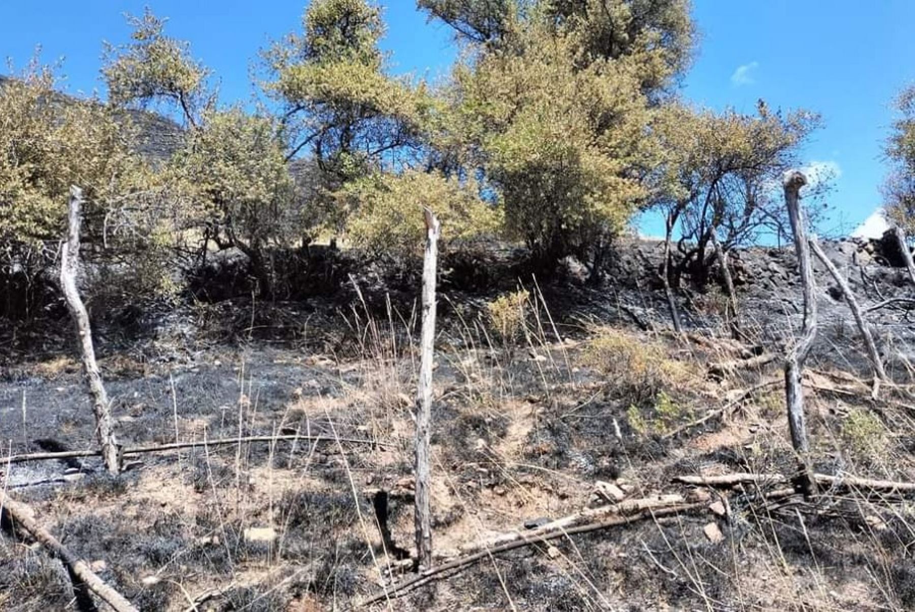 Un incendio forestal de grandes proporciones que afectó más de 300 hectáreas de vegetación y provocó la muerte de varias especies de fauna, se registró en el centro poblado de Pacomarca, perteneciente al distrito de Concepción, en 
la provincia de Vilcas Huamán, región Ayacucho.