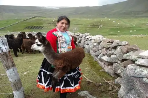 En el interior del país se realizarán diversas actividades resaltando el valor de la alpaca y su impacto en la economía local. Cortesía