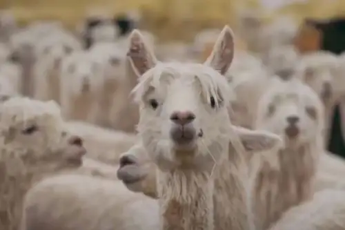 Domesticada desde tiempos ancestrales, la alpaca, cuya fina fibra es muy valorada para la confección de prendas de vestir y accesorios, representa un factor clave en la economía altoandina de nuestro país, que reconoce a este noble auquénido como un importante recurso genético.