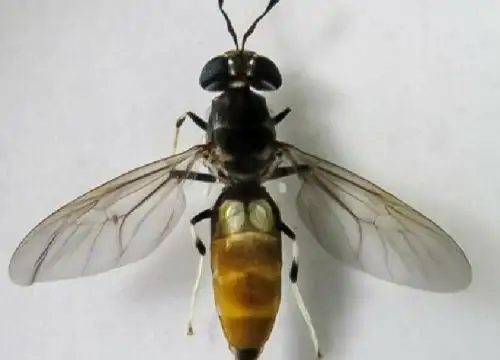 Científicos peruanos usan larvas de mosca soldado negra para elaborar alimentos para otros animales. ANDINA/Difusión