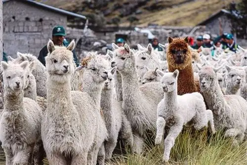 Los científicos trabajan a diario para desarrollar este medio de refrigeración que permitirá mejorar el papel reproductor de las alpacas macho.