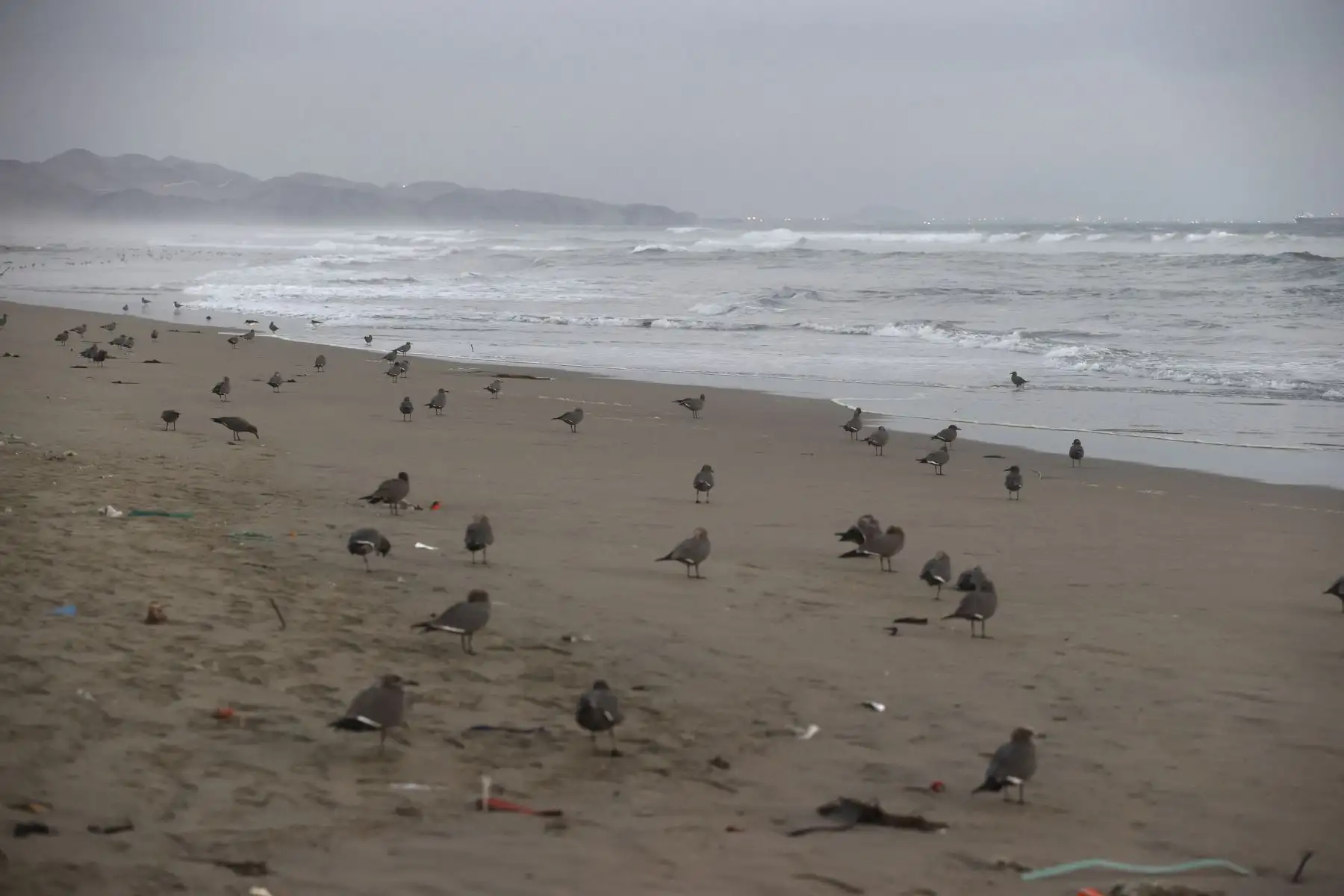 A través de un comunicado, el OEFA informó que está realizando acciones de supervisión por la presencia de hidrocarburos en las playas Cavero y Delfines, en el distrito de Ventanilla, provincia del Callao, vecino a Lima, tras las denuncias realizadas por vecinos y pescadores de la zona.
Foto: ANDINA/ Vidal Tarqui