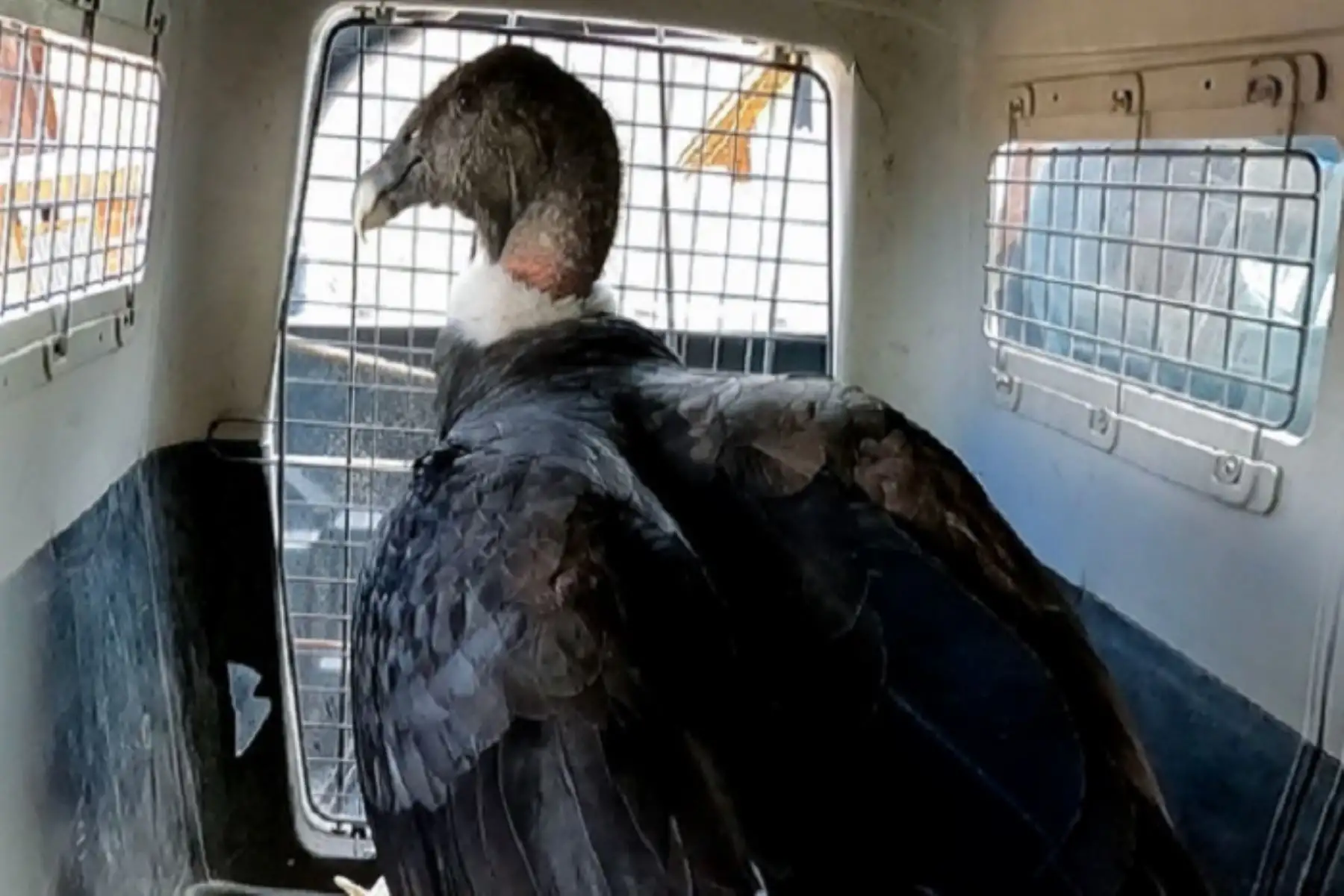 Ave se encuentra muy delgada, deshidratada y con las plumas tanto de alas y colas maltratadas.