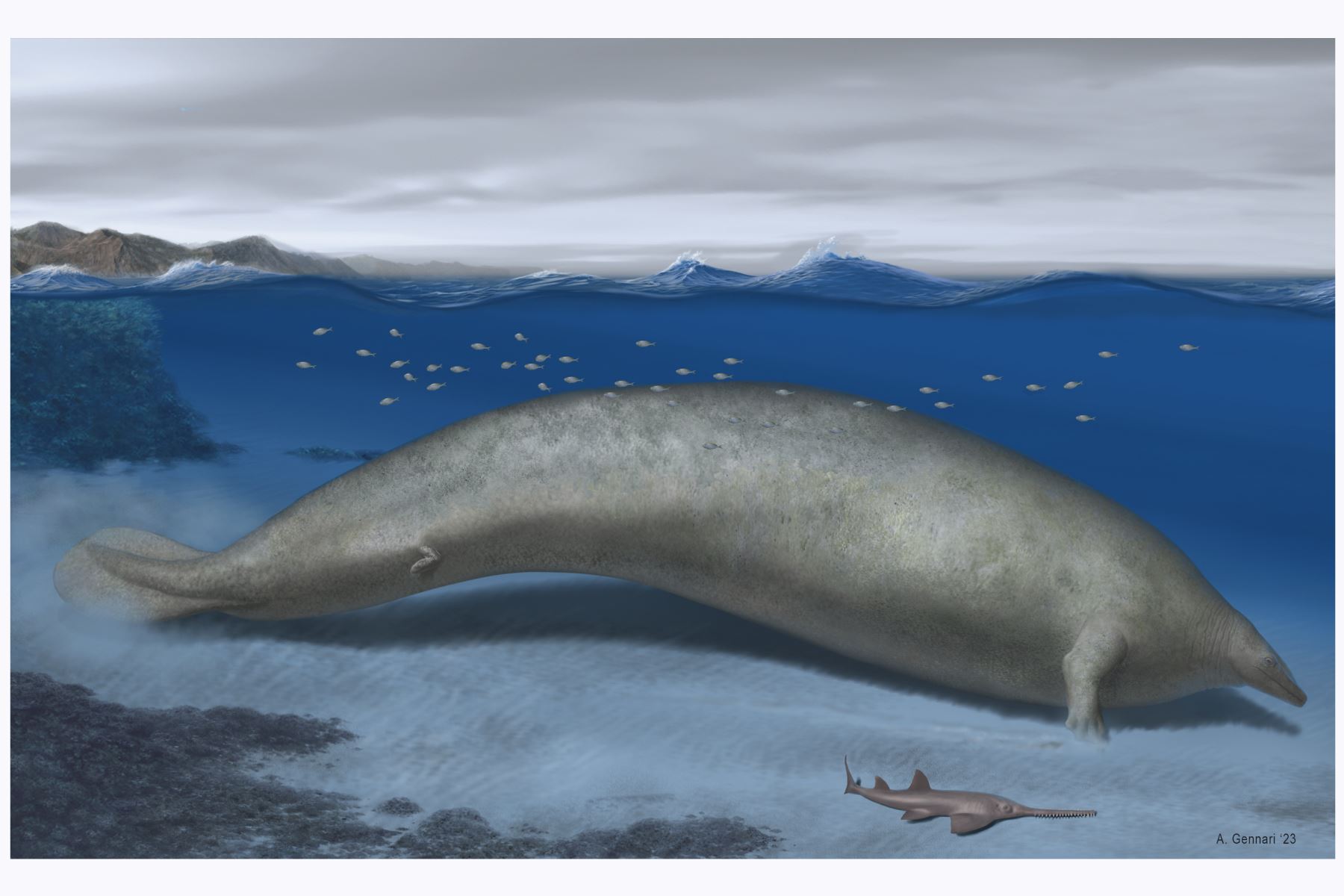Reconstrucción de "Perucetus colossus", cuyo hallazgo confirma que el registro fósil del territorio peruano es uno de los más ricos del mundo en animales marinos. Artista: Alberto Gennari