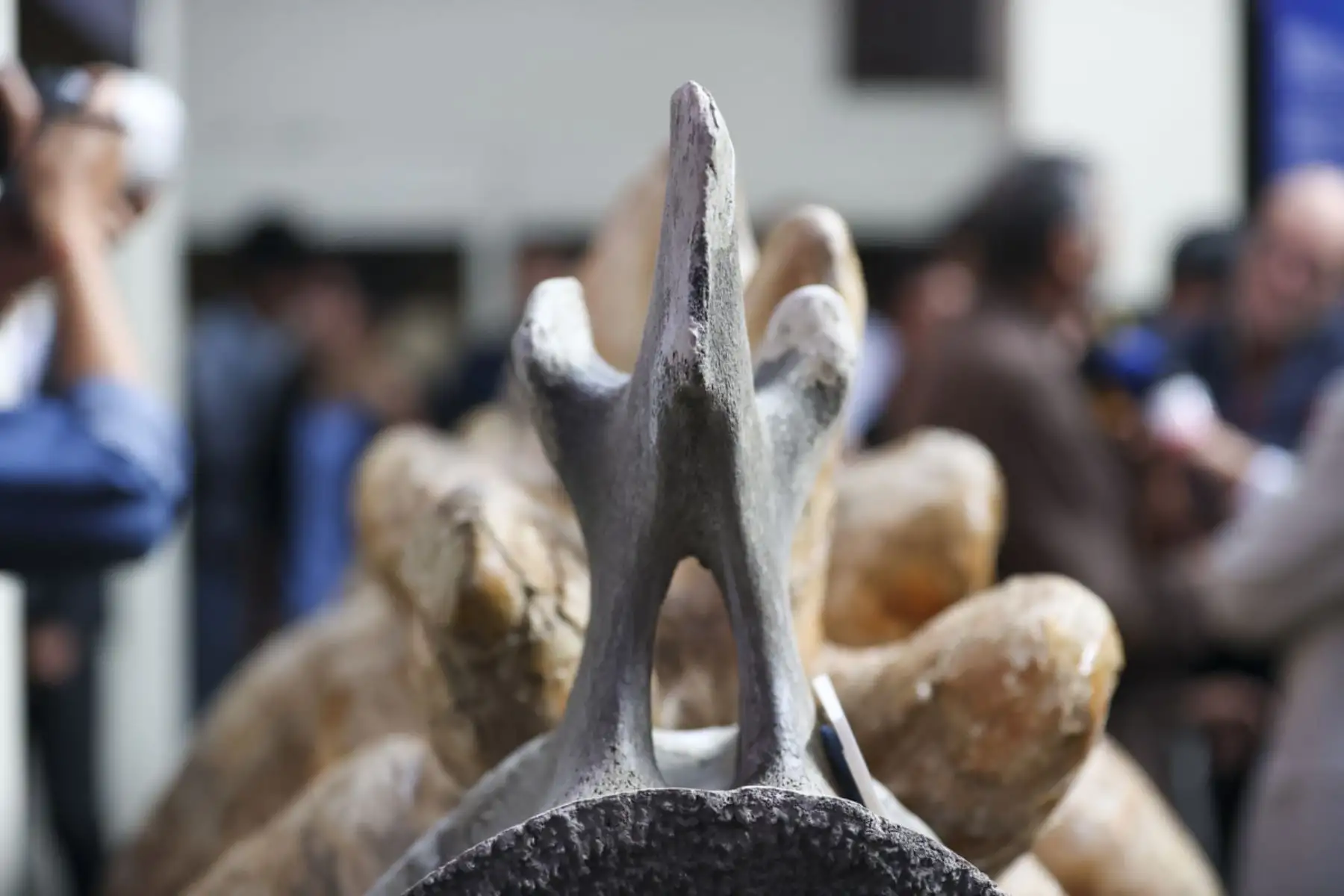Presentación de los restos del PERUCETUS COLOSSUS, el animal más pesado que habitó el planeta.Foto: ANDINA/Juan Carlos Guzmán Negrini
