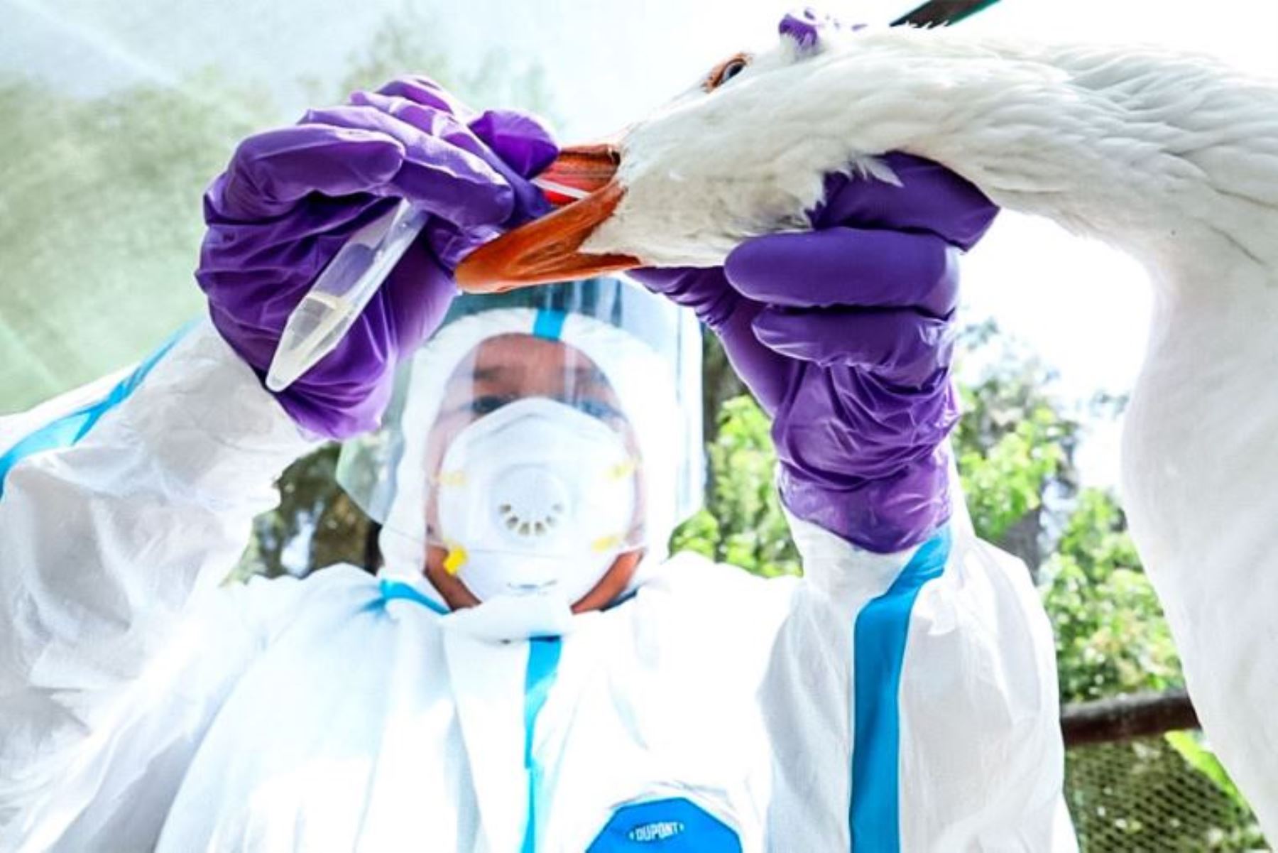 Bird flu: Minsa to conduct drills for possible human cases | News