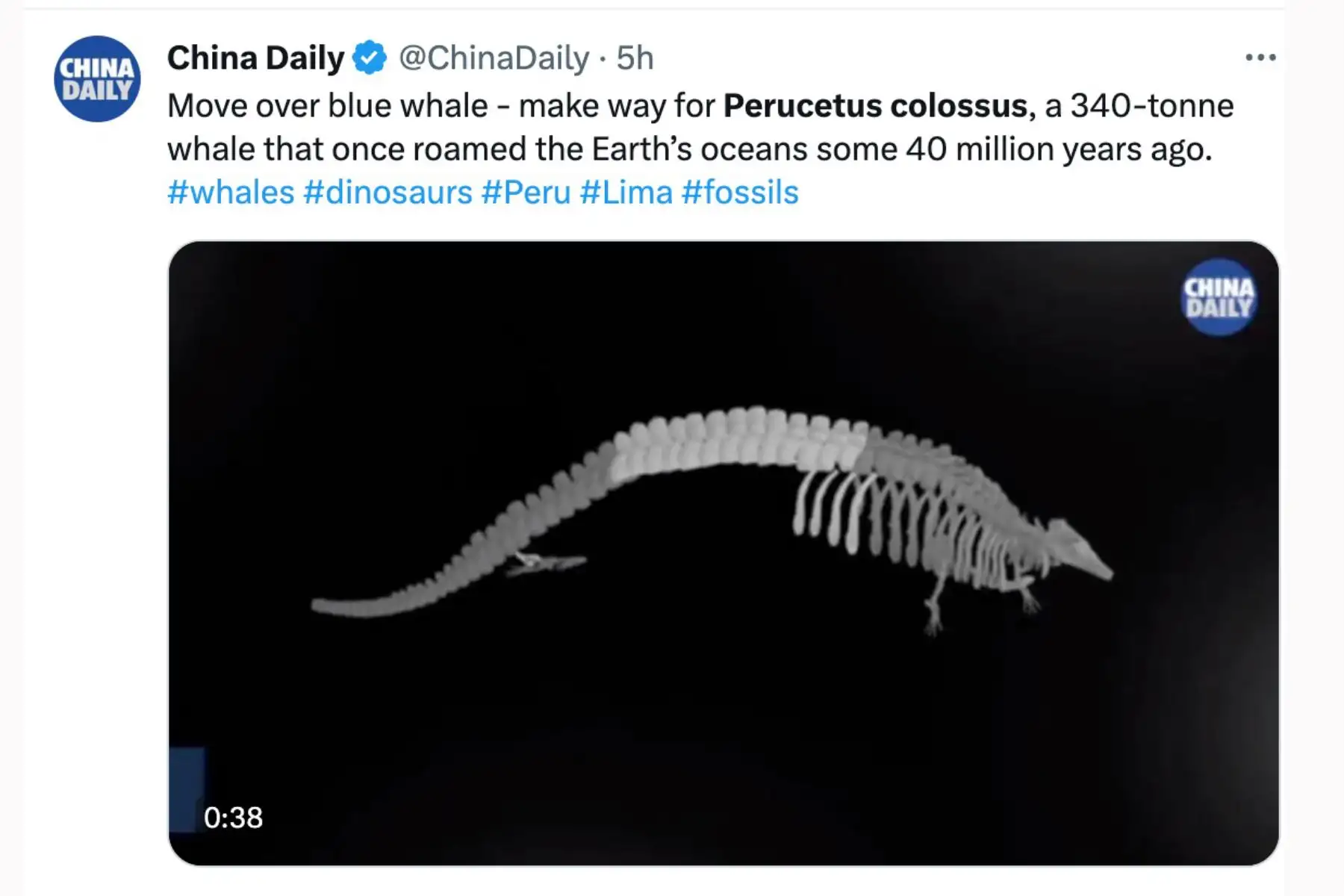 China Dayli. El anuncio del descubrimiento en Perú del "Perucetus colossus", el fósil de animal más pesado de la historia de la Tierra, generó diversas reacciones en los principales medios de comunicación del mundo.