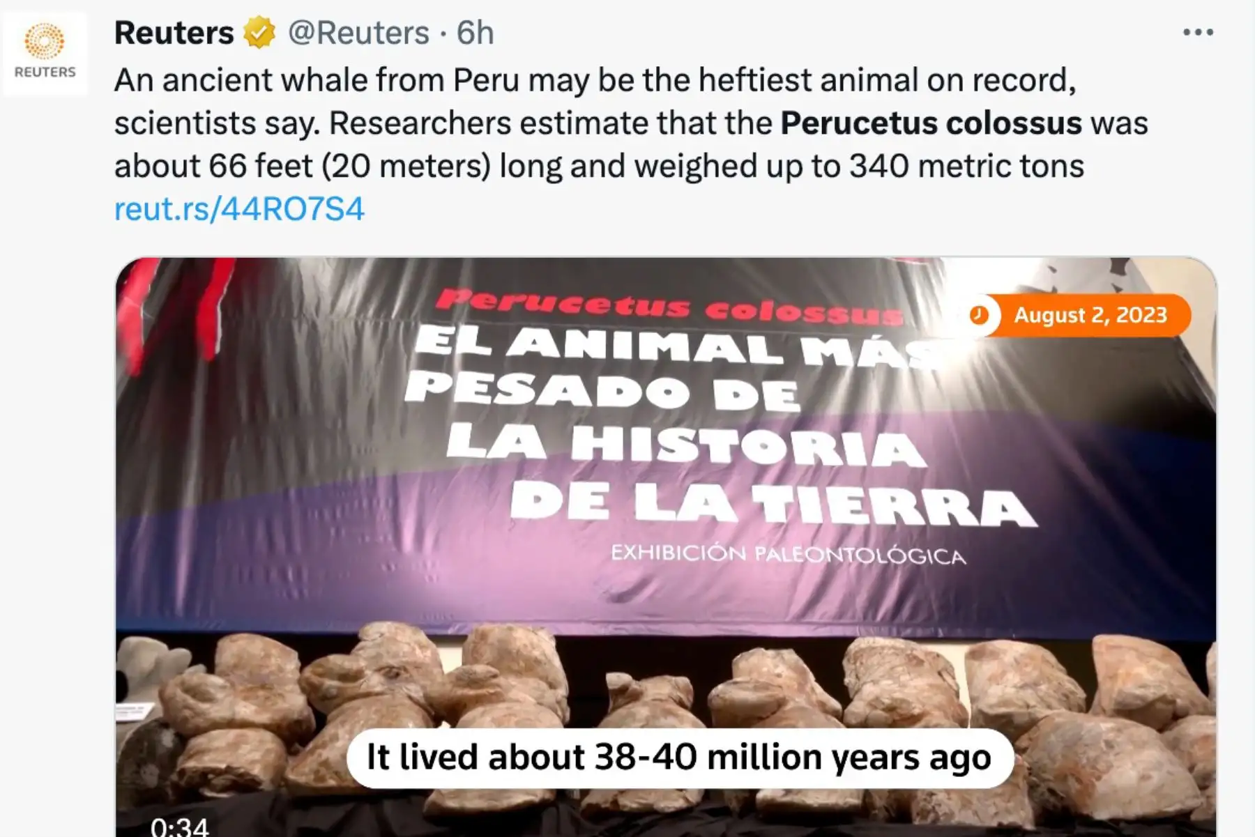 Agencia Reuters. El anuncio del descubrimiento en Perú del "Perucetus colossus", el fósil de animal más pesado de la historia de la Tierra, generó diversas reacciones en los principales medios de comunicación del mundo.