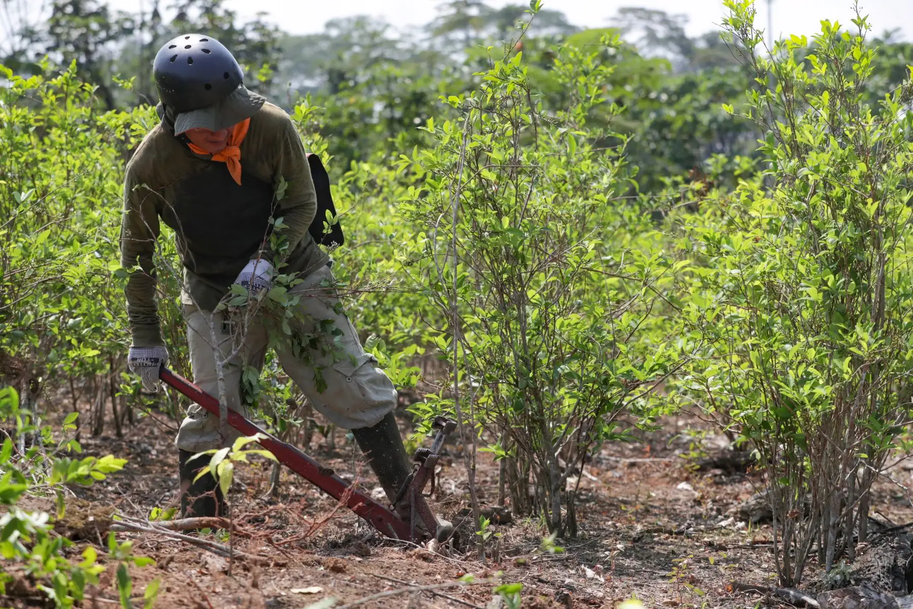 Inspección a zona de erradicación de hoja de coca en la ceja de selva del país. Foto: ANDINA/ PCM