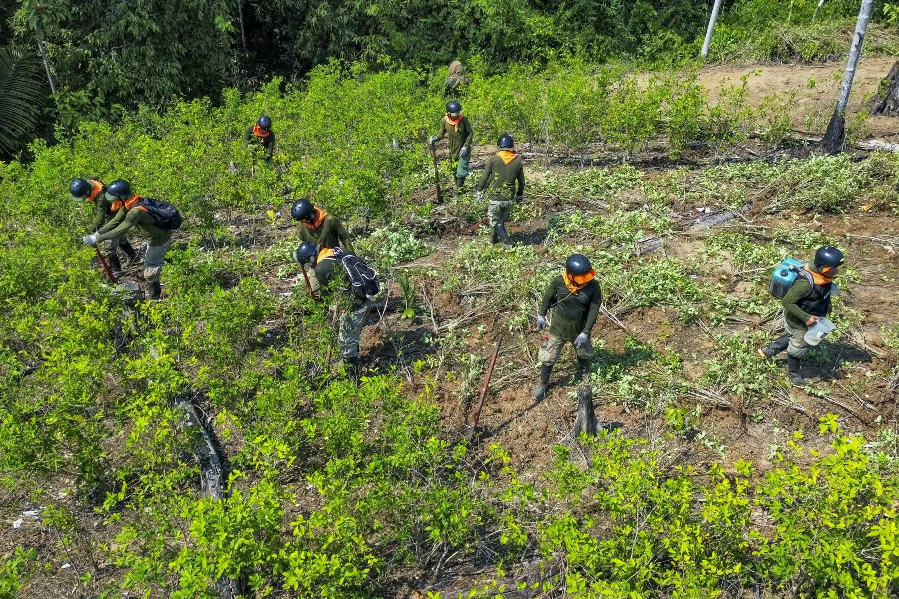 Inspección a zona de erradicación de hoja de coca en la ceja de selva del país. Foto: ANDINA/ PCM