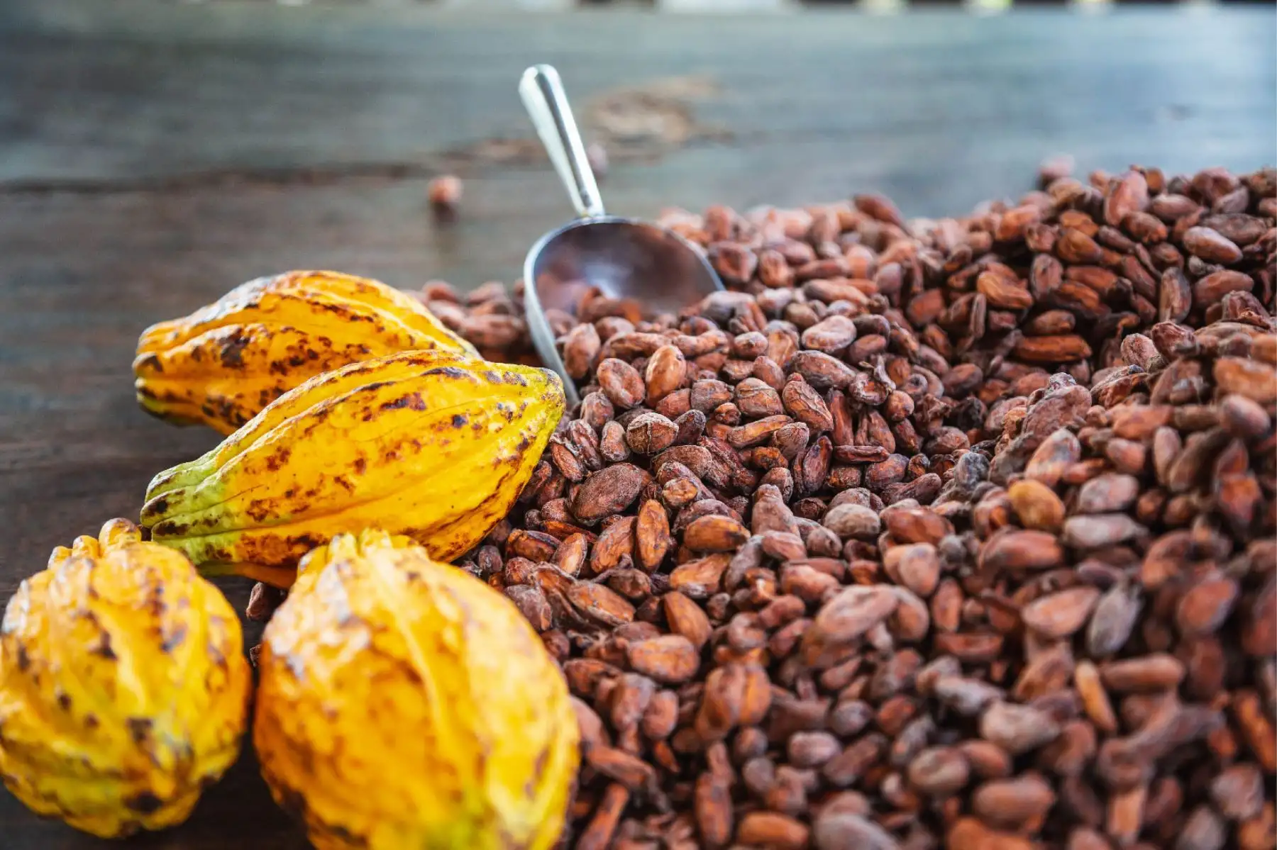 Cacao