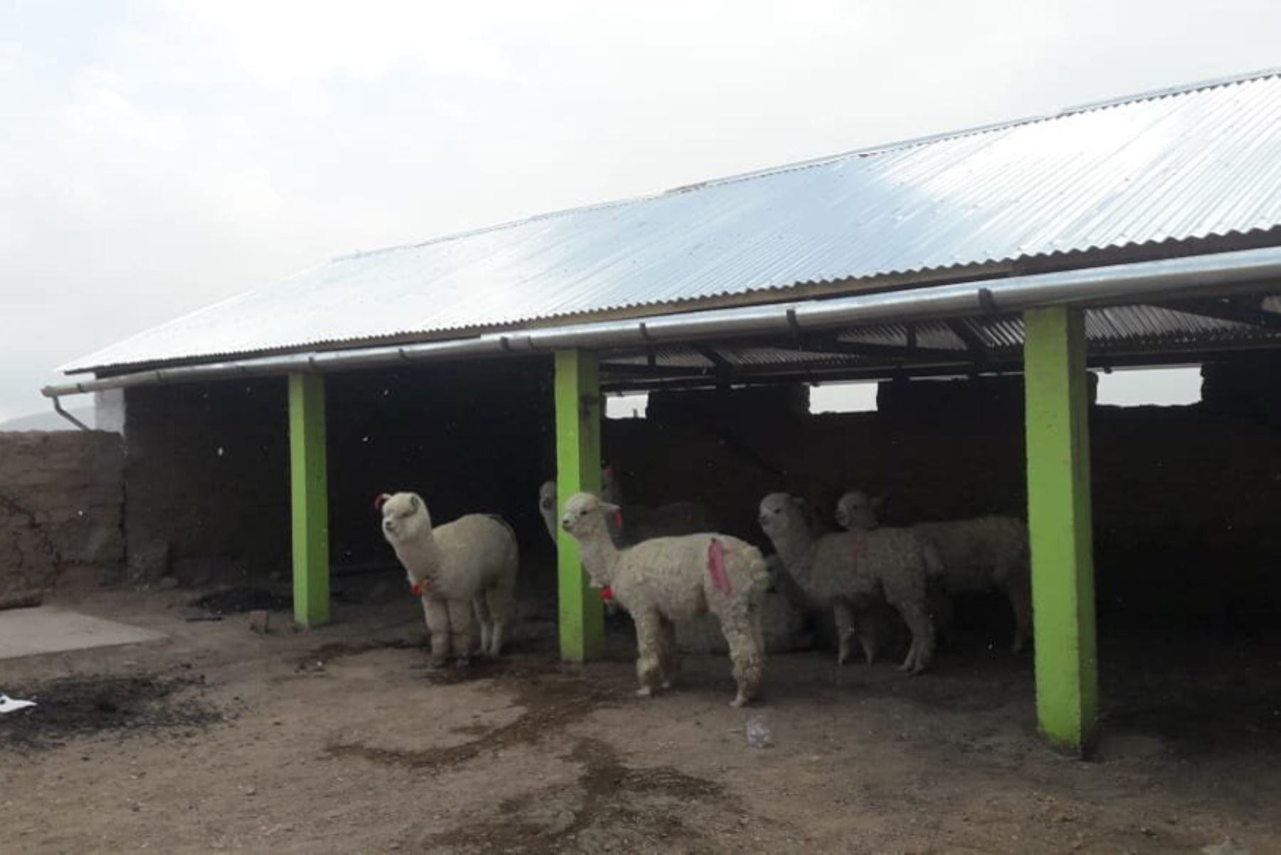 Cobertizos construidos con apoyo de Agro Rural para benificio de pequeños criadores y su ganado. Foto: AGRO RURAL/Difusión